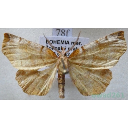 Selenia dentaria (Fabricius, 1775) male Skrzytek bezksiężyczak Czech78f